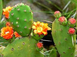 Cactus fruit (green or purple ones) knife (that's it) the taste is somewhat sweet. Prickly Pear For First Aid Herbal Wisdom Institute