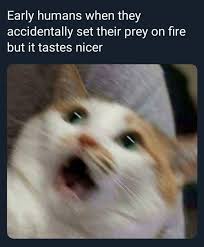 Fresh Memes To Put A Smile On Your Face This Festive Season In 2020 Funny Cat Memes Stupid Funny Memes Funny Animal Memes