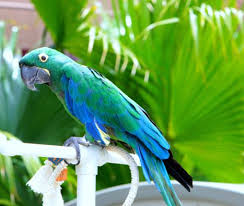 Emerald Macaw Betet