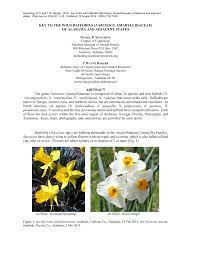 Daffodil Flower Taxonomy Best Flower Wallpaper