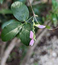 Image result for Galactia striata