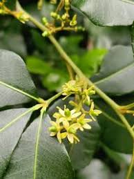 Image result for Zanthoxylum lindense