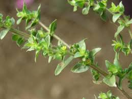 Image result for Vahlia dichotoma