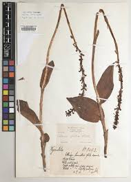 Image result for Platycoryne crocea