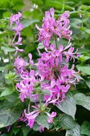 Image result for Hypoestes aristata