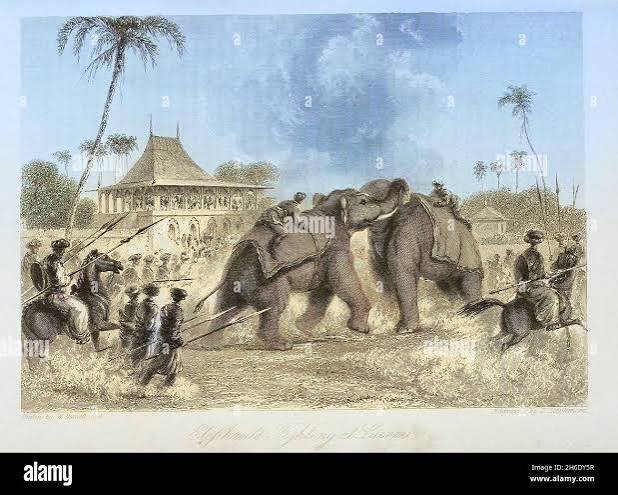 Indian elephant fighting hi-res stock photography and images - Alamy