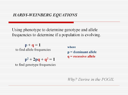 Sixty flowering plants are planted in a flowerbed. How To Determine Phenotype Frequency