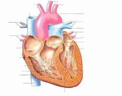 Heart Diagram Worksheet Blank Heart Printable Coloring Pages Valentine Human Anatomy And In 2020 Heart Diagram Art Worksheets Printables Simple Heart Diagram