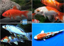 Dies kann von katze zu katze ab welchem alter es im durchschnitt so weit ist, lesen sie. Goldfische Und Koi Aqualog De