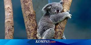Namun, masih ada beberapa fakta tentang koala yang belum kita ketahui. Serba Serbi Hewan Alasan Koala Tidur Sambil Memeluk Batang Pohon Halaman All Kompas Com