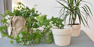 Simply remove the mold with warm soapy water. How English Ivy Helps Reduce Mold In Your Home