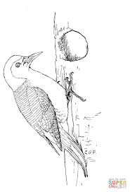 Red Bellied Woodpecker Super Coloring Coloring Pages Free Printable Coloring Pages Painting Workshop