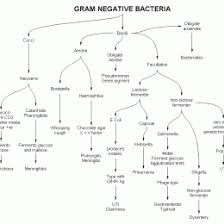 Development Of A Flow Chart For Identification Of