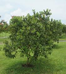 Image result for Psidium guajava