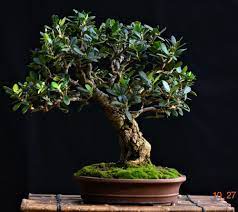 Maybe you would like to learn more about one of these? Olive Bonsai Small Leaf Variety Medium To Small Size Bonsai Tree Types Outdoor Bonsai Tree Bonsai Tree