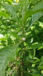 Image result for Struchium