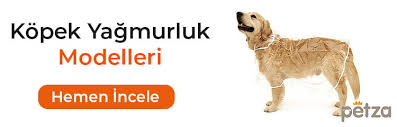 Disi Kopek Isimleri En Guzel 100 Disi Kopek Ismi Petza