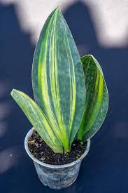 Image result for Sansevieria