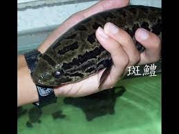 Shimano bantam #shimano antares dc md xg #giantsnakehead #小盾鱧#魚虎. å°ç£æ–'é±§ä¿è‚² Youtube