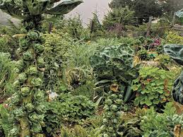 All guides say coco should be watered every day to 2 days with some run off but mine. June Is A Good Month To Plant Potted Shrubs Cape Gazette