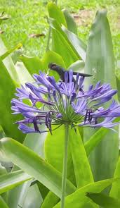 Image result for Stylochaeton borumensis