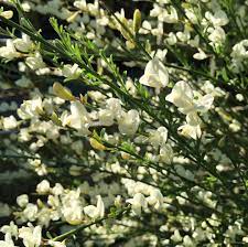 White Broom Whitebroom Cytisusmultiflorus Broom Broomflower Broomflowers Whitespanishbroom Broominbloom Whitebroomflowers Spanish Broom Broom Botanical