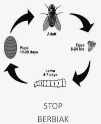 Pengendalian Lalat Pada Kotoran Ayam Alatternakayam Com