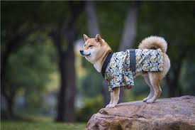 1.12 warum hören hunde auf ihren namen ? 60 Japanische Hundenamen Wie Man Ein Gluckliches Zuhause Fur Sein Haustier Schafft