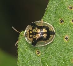 Image result for Blotiella natalensis