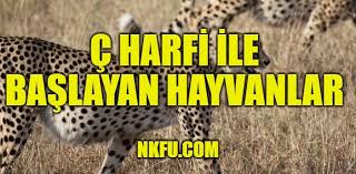 C Harfiyle Baslayan Hayvanlar Isimleri Listesi Ve Ozellikleri C Ile Hayvan Nkfu