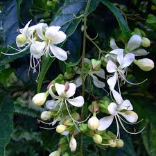 Image result for Clerodendrum abilioi