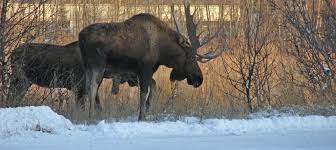 We did not find results for: Alaska Man Allowed To Use Hovercraft In Moose Hunt The Wildlife Society
