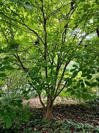 Image result for Sapium