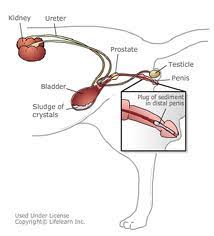 Your mucus plug is a protective collection of mucus in the cervical canal. Bladder All Feline Hospital Located 2300 S 48th St Suite 3 Lincoln Ne 68506