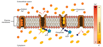 Active Transport Biology I