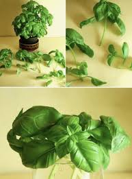 Sekilas seolah sama atau mirip hanya saja bagi anda harus jeli saat mau membelinya atau setidaknya tanya ke padagang yang menjualnya. Regrow Sayuranmu Zerowaste Id