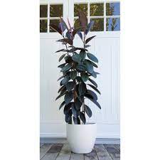 Check spelling or type a new query. Tall Ficus Robusta Black Knight Ficus Robusta Ficus White Plant