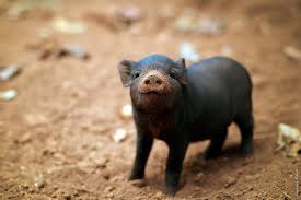 black, cute, farm and pig - image #338219 on Favim.com