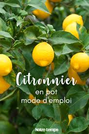 Comment Semer Des Pepins De Citrons En Pot Graines De Citron Planter Des Graines De Citron Planter Des Graines