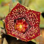 Image result for Orbea maculata