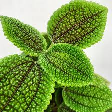Image result for Pilea rivularis