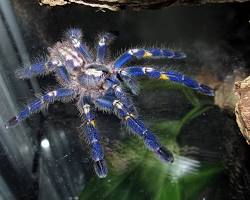 Poecilotheria metallica venomous tarantula