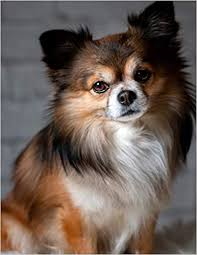 Find the dog breed that is right for you. Notebook Chihuahua Dog Cute Pet Small Animal Race Puppy Dogs Puppies Little Teacup Chihuahuas Fur Baby Wild Pages Press Amazon De Bucher