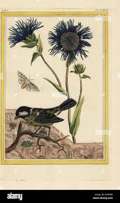 Blaue färberdistel -Fotos und -Bildmaterial in hoher Auflösung