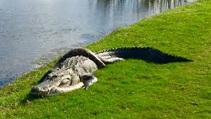 The alligator was the funnest of them all and we would dangle from the swing set as he would waddle by nipping at our toes. Alligator Python Wrestle On Fiddler S Creek Golf Course Near Naples