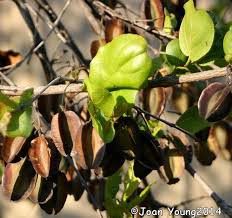 Image result for Combretum collinum