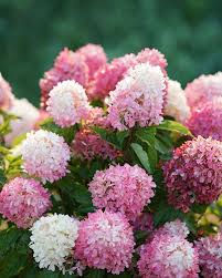 With so many hydrangea varieties and cultivars, only six types of hydrangeas are popularly grown in america. 5 Main Types Of Hydrangeas What To Know About Popular Hydrangeas