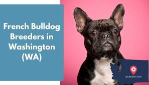 Located in southern oregon on the california/oregon border, we are small hobby breeders in good standing with akc and licensed by jackson county animal control. 16 French Bulldog Breeders In Washington Wa French Bulldog Puppies For Sale Animalfate