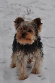 Yorkshire Terrier Puppy Black And Brown Yorkshire Terrier Dog Standing On The White Snow Brown Black Grey Dog Yorkshiret In 2020 Yorkshire Terrier Puppies Yorkshire Terrier Yorkshire Terrier Dog