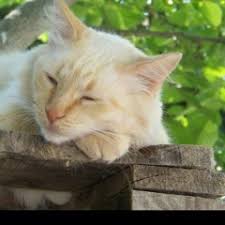 Each of our custom handmade products & toys may vary in colors, shapes & sizes. Stream Pets Supermarket Music Listen To Songs Albums Playlists For Free On Soundcloud